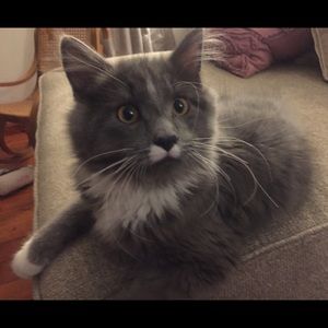 Meet your Posher, Sandy